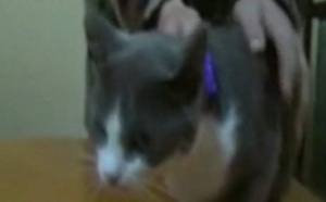 [Vidéo] Un chat arrêté pour trafic de drogue