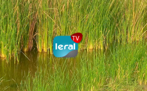 Kébé Mboudaye (Kaolack): 7 km d'eau, le maraîchage en berne à cause de l'envahissement du Typha