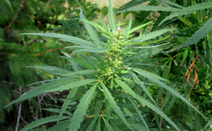 Diourbel / Trafic de drogue : 4 plants de chanvre indien découverts chez un conducteur de “Jakarta’’