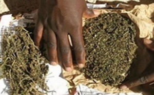 Chanvre indien: 9 kg saisis dans un bus