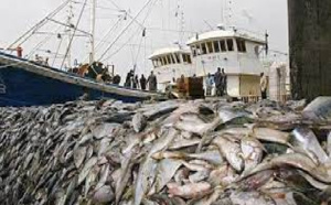 «De très grandes quantités de produits de requins et de raies sont exportées vers d'autres continents…», alerte Mme Mame Gogo Ndiaye, du MEDD