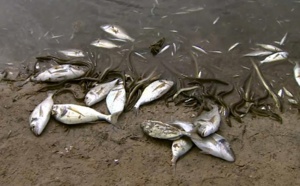 Cap-Skirring: Quand de mystérieuses vagues de poissons morts atterrissent sur la plage…