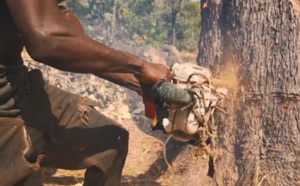 Pillage dans la forêt classée de Tendouck: L'ombre de Boffa-Bayotte plane dans le Blouf