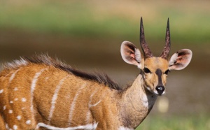 Criminalité faunique à la frontière sénégalo-gambienne: Une antilope découverte et saisie dans un carton à Keur Ayib