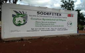 Bonne nouvelle pour les travailleurs de la Sodefitex: La Direction générale renonce à la fermeture de l’usine de Kolda