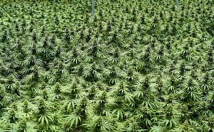 Lutte contre le trafic de stupéfiants à Bignona: L’armée détruit six vastes champs de cannabis et arrête un suspect