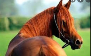 Drame à Diourbel: Un voleur de cheval lynché