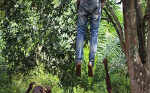 Drame à Diourbel: Un jeune de 32 ans retrouvé mort, suspendu à un arbre