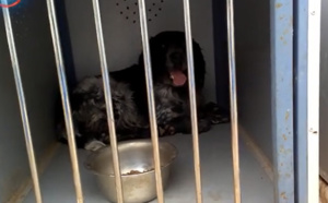 Les nouveaux chiens (Unité canine) de l'administration pénitentiaire, en images !
