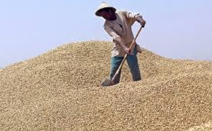 Campagne de commercialisation arachidière au Fouladou : L’Etat veille sur son prix plancher, mais…
