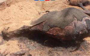 Diourbel / Un incendie ravage le village de Nébé: Des maisons, des animaux et des vivres, réduits en cendres