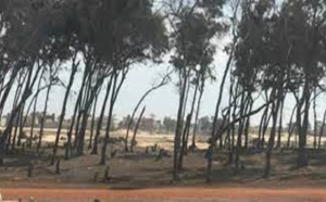 Guédiawaye, 300 agents municipaux crient au scandale : La Bande des filaos encore citée dans un conflit foncier