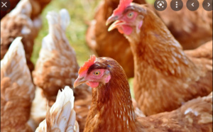 Aviculture / Hausse du prix de l’aliment et de la volaille: Les acteurs alertent et disent NON