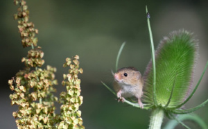 Saint-Louis -Lutte contre les rongeurs rizicoles : 24 265 tonnes de riz perdues en 2019-2020