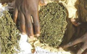 Trafic de chanvre indien : Un polygame et un cultivateur arrêtés à Joal