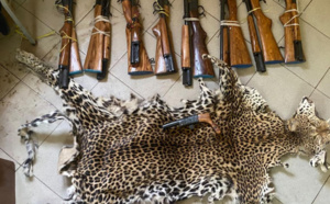 Criminalité faunique: 9 fusils de calibre 12 et une peau de léopard, saisis à Kolda