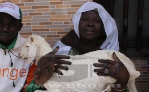 Vidéo, sacrifice d'un mouton blanc chez Modou Lô