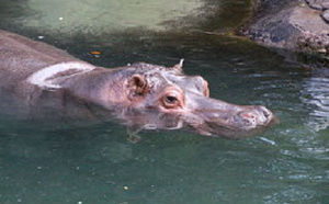 Curiosité des populations à Podor : Un hippopotame émerge des eaux du Doué