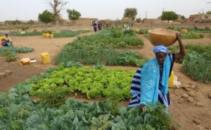 Filière horticole dans le bassin arachidier: Un manque de durabilité des périmètres collectifs, relevé