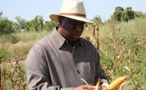 Pour enterrer la Goana de Wade, Macky Sall table sur une production de 1,8 million de tonnes  de riz en 2017
