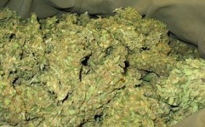 Terminus de Yoff : La police met la main sur un dealer avec 12 Kg de chanvre