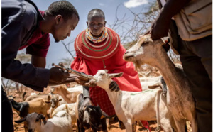 Elevage : La peste des petits ruminants, une maladie qui décime le cheptel