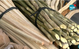 Reportage du Jour : Quand le cure-dents, ce bout de bois, coûte désormais entre 50 FCfa et plus