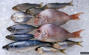 Rareté du poisson et hausse des prix : Un vrai poison d’avril pour les ménages !