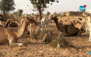 Guéoul: Les nomades maures veulent se sédentariser et avoir des parcelles dans cette localité