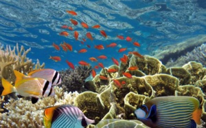 Saint-Louis : Mortalité de la faune aquatique, le collectif des intérêts de Gandiol (Codig), interpelle les autorités gouvernementales