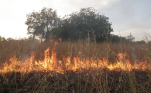 Podor : Trois morts dont une femme et son enfant dans un feu de brousse à Doumnga-Lao