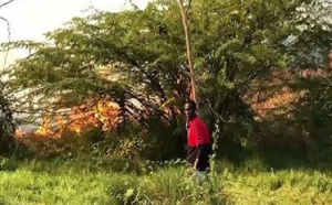 Forêt classée de Mbao : Reportage sur un refuge du grand banditisme