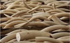 Koumpentoum : La Douane met la main sur 16 kg d’ivoire