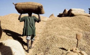 Audio - 19 milliards pour la subvention des semences d'arachides : Les producteurs applaudissent 