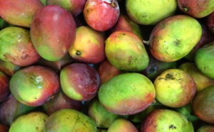 Agriculture : Les exportations de mangues ont atteint un niveau record…