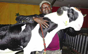 FIARA 2022 - Au Stand Keur Serigne Touba : à la découverte d’un mouton qui peut coûter au bas mot 500 millions Cfa