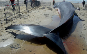 [Video] Une baleine de 15m échoue sur la plage de Warang