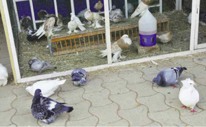 FIARA 2022 : Pourquoi cet éleveur refuse de vendre un couple de pigeons à 1.500.000 Cfa…?