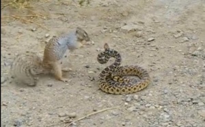 Vidéo: Bagarre entre un écureuil et un serpent, devinez qui sera le gagnant ? Regardez