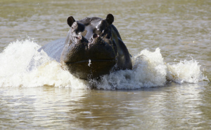 Vélingara : un pécheur tué par un hippopotame