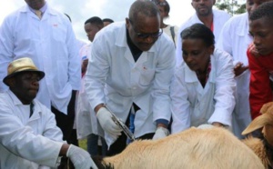 Peste des petits ruminants : Le Sénégal travaille à son éradication