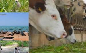 Pour booster l’agriculture et l’élevage à Kaolack: Plus de 180 milliards de Fcfa dégagés