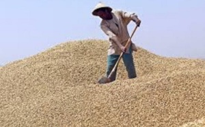 Collecte et appui aux cultivateurs : L’Etat invité à augmenter le prix d’achat de l’arachide