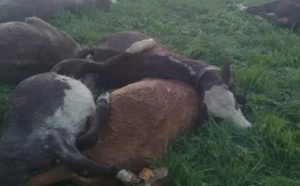Mauvaise nouvelle pour les éleveurs de Podor : 20 veaux tués par la foudre dans la zone sylvo-pastorale de Loumbi Laobé
