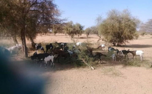 Abattage des arbres au Fouta: Paysans et éleveurs portent la couronne d’épines