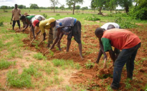 Vacances d’utilité publique : à Kolda, des étudiants s’investissent dans l’agriculture pour améliorer leurs conditions d’études