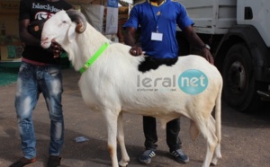Photos : 9ème édition du Salon international de l'élevage "SALADAM" au CICES 