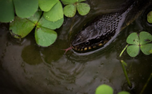 Inondations, menaces de reptiles… : Kounoune attend le Plan Orsec