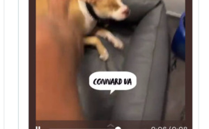 Le rappeur Timal condamné à 6 000 euros d'amende pour avoir frappé son chien