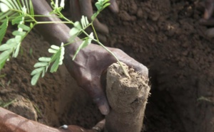 Reboisement: Diass réceptionne un millier de plants